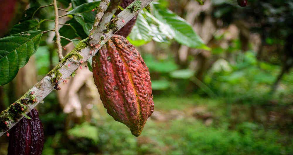 El cacao tumaqueño fue reconocido con el sello Cocoa of Excellence.