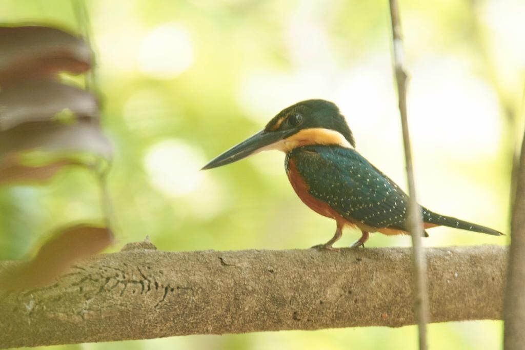Aves afectadas en los incendios