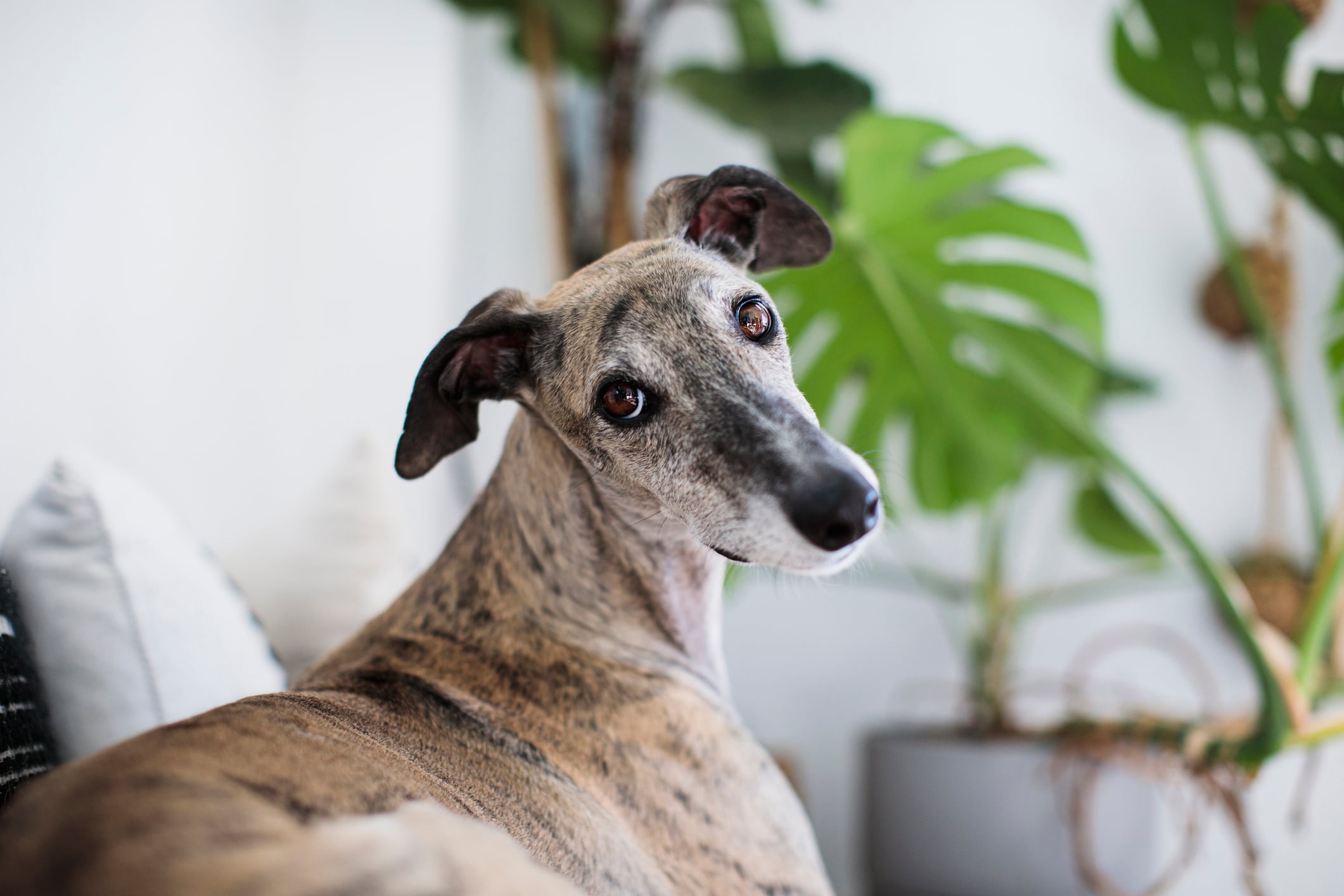 Galgo inglés