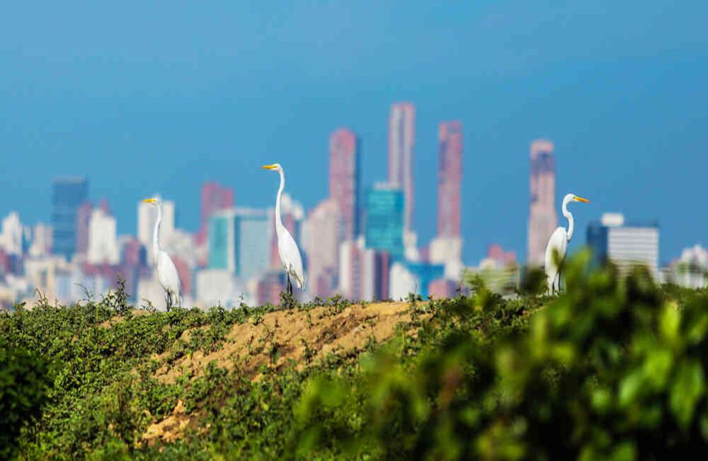  Garzas blancas (‘Ardea Alba’) en el parque de Salamanca. Al fondo Barranquilla.