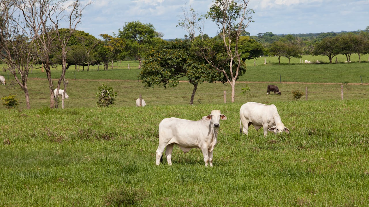 Imagen de referencia sobre el ganado en el Meta.