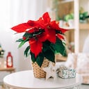 La poinsettia es una de las plantas más peligrosas para las mascotas. Pueden generar diarrea, inflamación del estómago e intestino, conjuntivitis, alergia e inflamación de la piel.