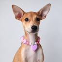 Siena, la perrita que fue encontrada amarrada y con fracturas.