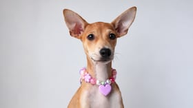 Siena, la perrita que fue encontrada amarrada y con fracturas.