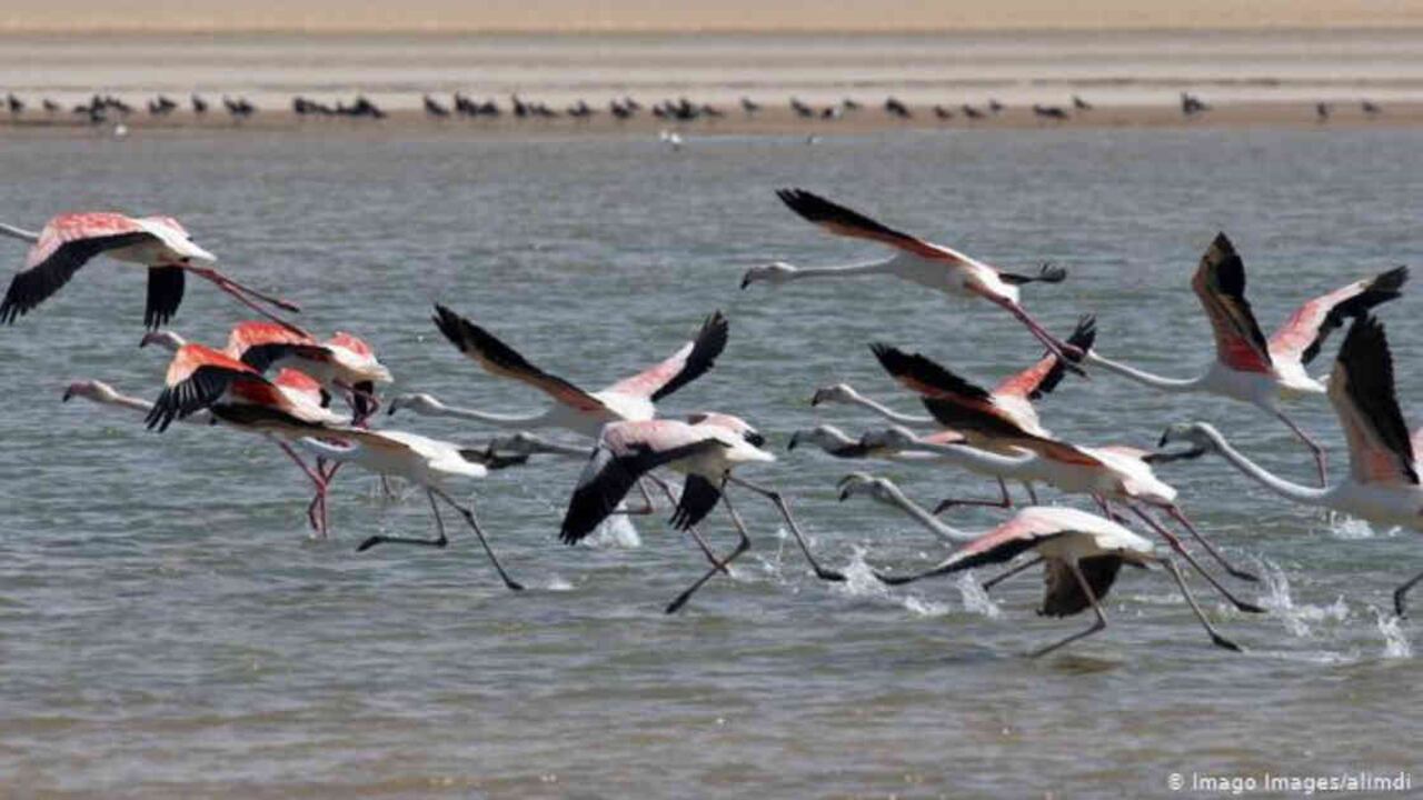 Desde 1977, cada 2 de febrero se celebra el Día Mundial de los Humedales.