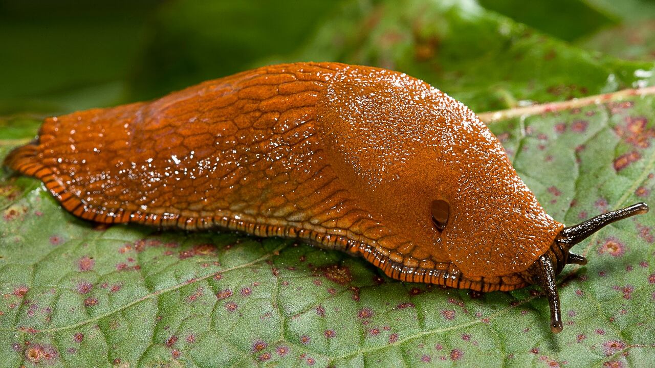 Puede convertirse en un mensajero inusual que guía hacia una comprensión más profunda de sí mismos.