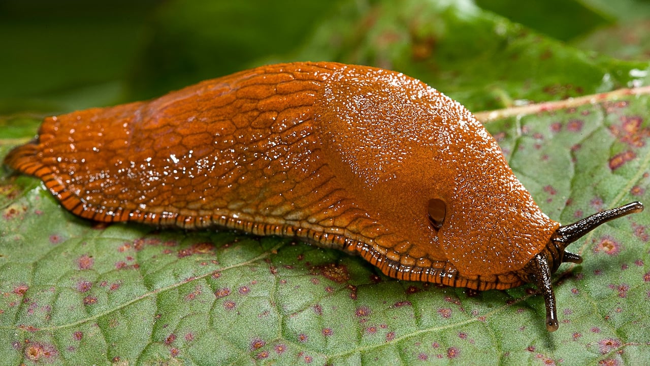 Puede convertirse en un mensajero inusual que guía hacia una comprensión más profunda de sí mismos.