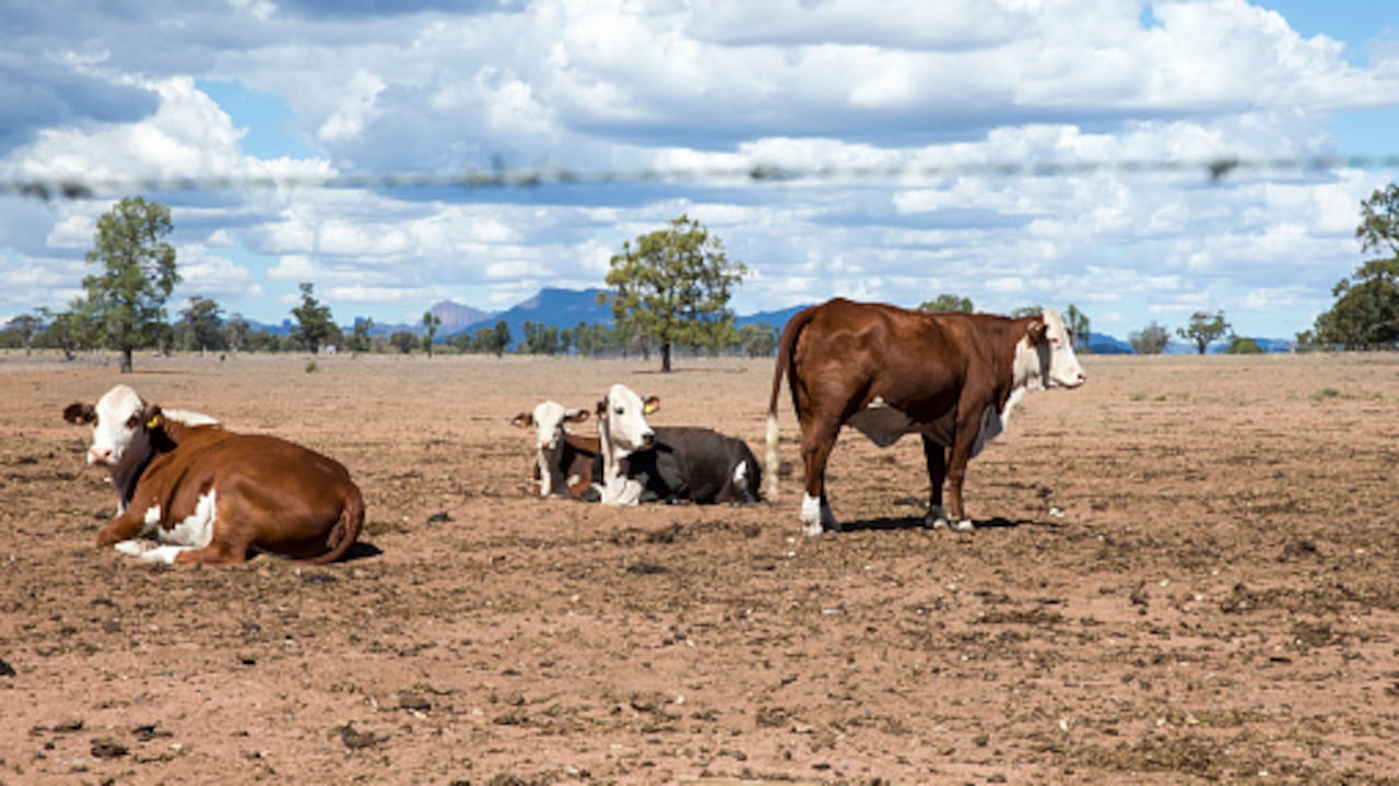 La sequía tiene en preocupados a los gobiernos de El Salvador, Guatemala y Honduras. Foto: Getty Images.