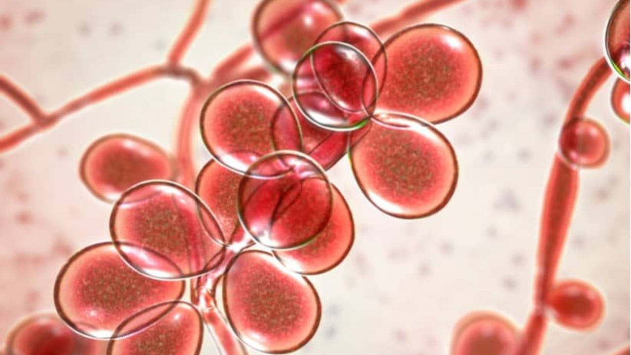 Hongo "Cándida Auris"