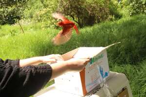 Liberación de animales silvestres en Bogotá