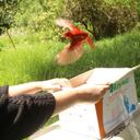 Liberación de animales silvestres en Bogotá