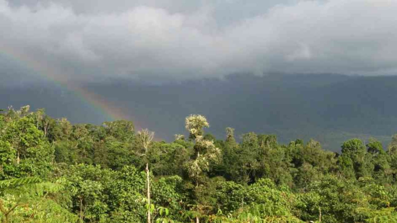 La Corporación Autónoma Regional del Tolima (Cortolima) busca convertir el Bosque de Galilea en un Área Regional Protegida. Foto: Cortolima.