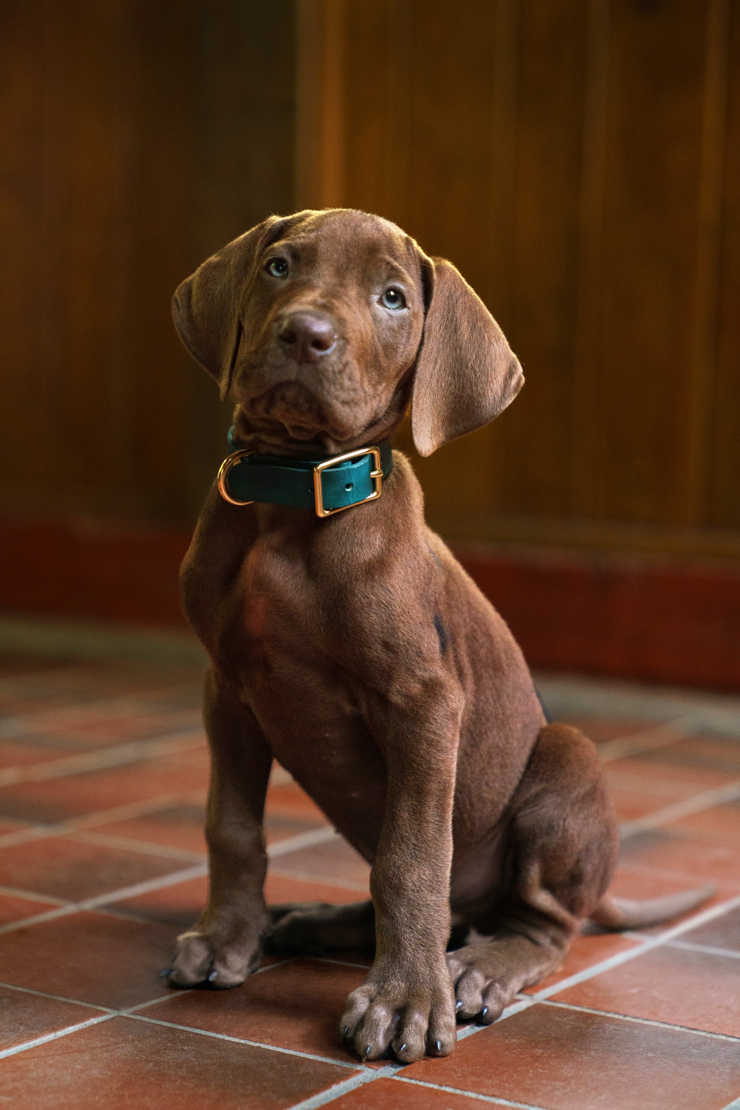 Scooby-Doo: Origins, se encuentra actualmente en producción en Atlanta, Georgia, y se estrenará a nivel mundial en Netflix en 2027.