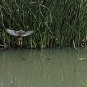 Tingua liberada en Bogotá