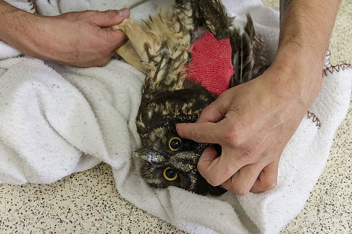 Búho recuperado en la Nacional