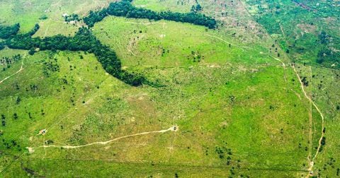 La deforestación es catalogada como la principal problemática ambiental de Colombia.