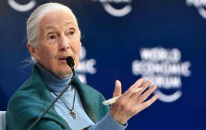Jane Goodall, de 88 años, es conocida gracias a sus seis décadas de trabajo pionero en Tanzania donde estudió a los chimpancés y encontró comportamientos “similares a los humanos”.