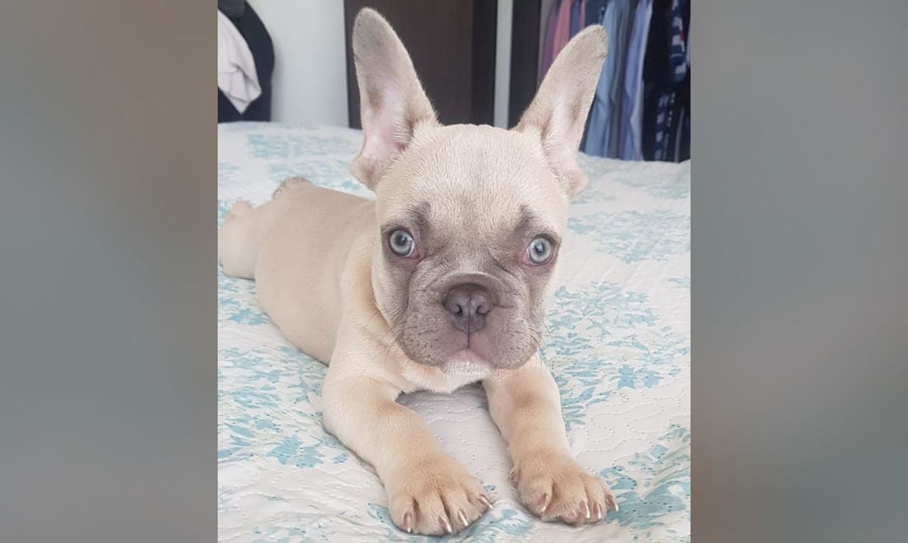 Blue es el bulldog francés de tres meses que se robaron en Engativá. Su familia ofrece recompensa por información de su paradero.