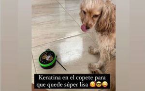 Críticas a Epa Colombia por compartir video en el que una seguidora le aplica sus keratinas a su mascota