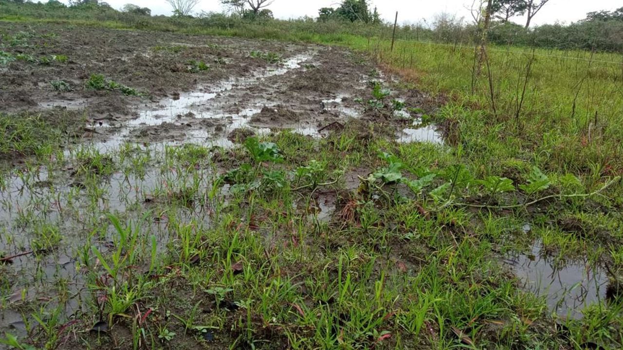 Al menos 88 hectáreas de cultivos se han visto afectadas por inundaciones.