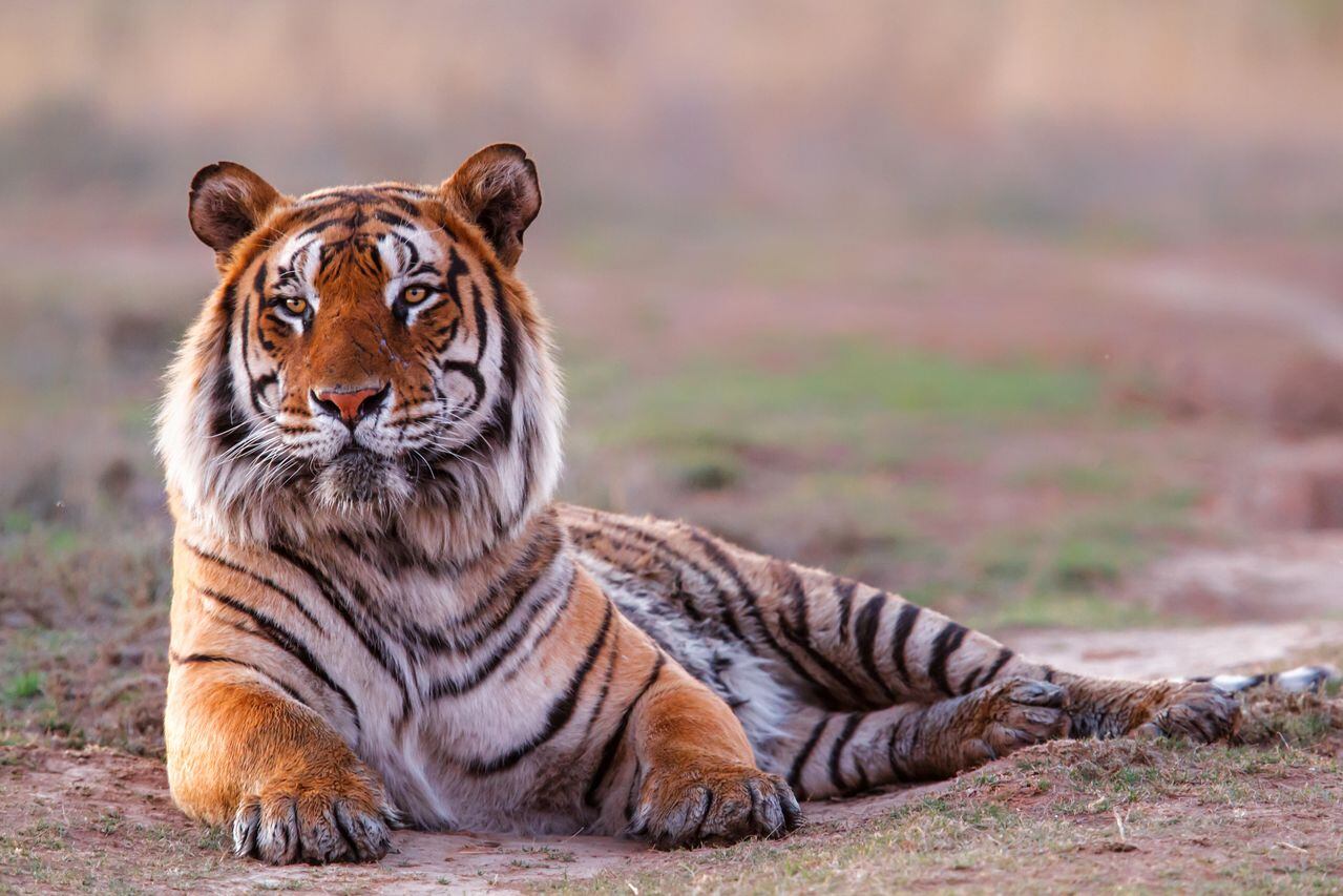 El tigre de Bengala se encuentra en amenaza.
