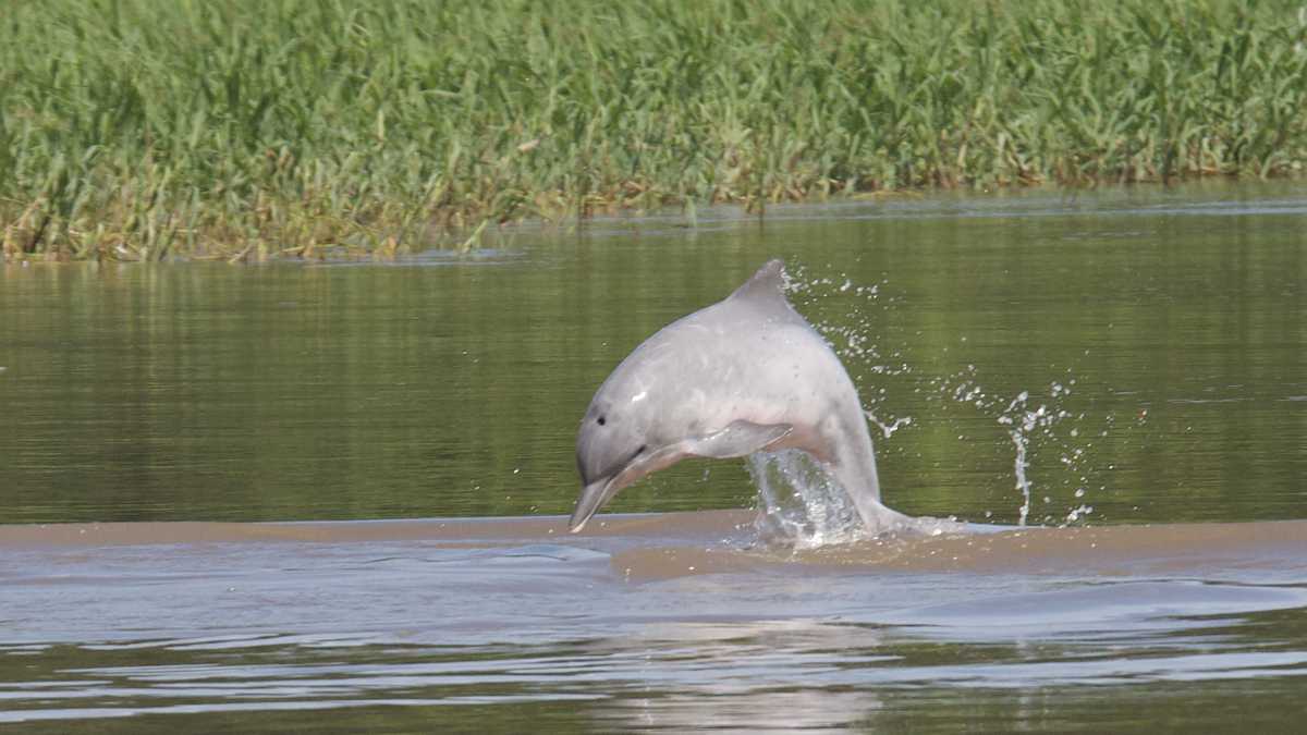 Delfín rosado, uno de los animales dispuestos para la observación en el turismo de naturaleza de la amazonía colombiana.