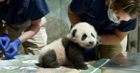 Bebé panda gigante nacido en Washington
