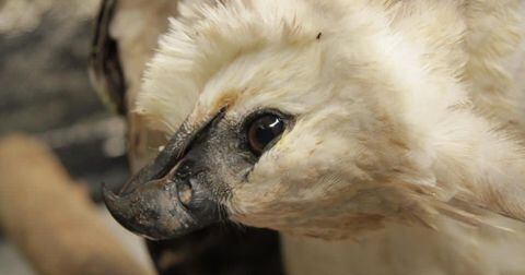 El águila arpía está entre los animales más afectados por la deforestación en Colombia.