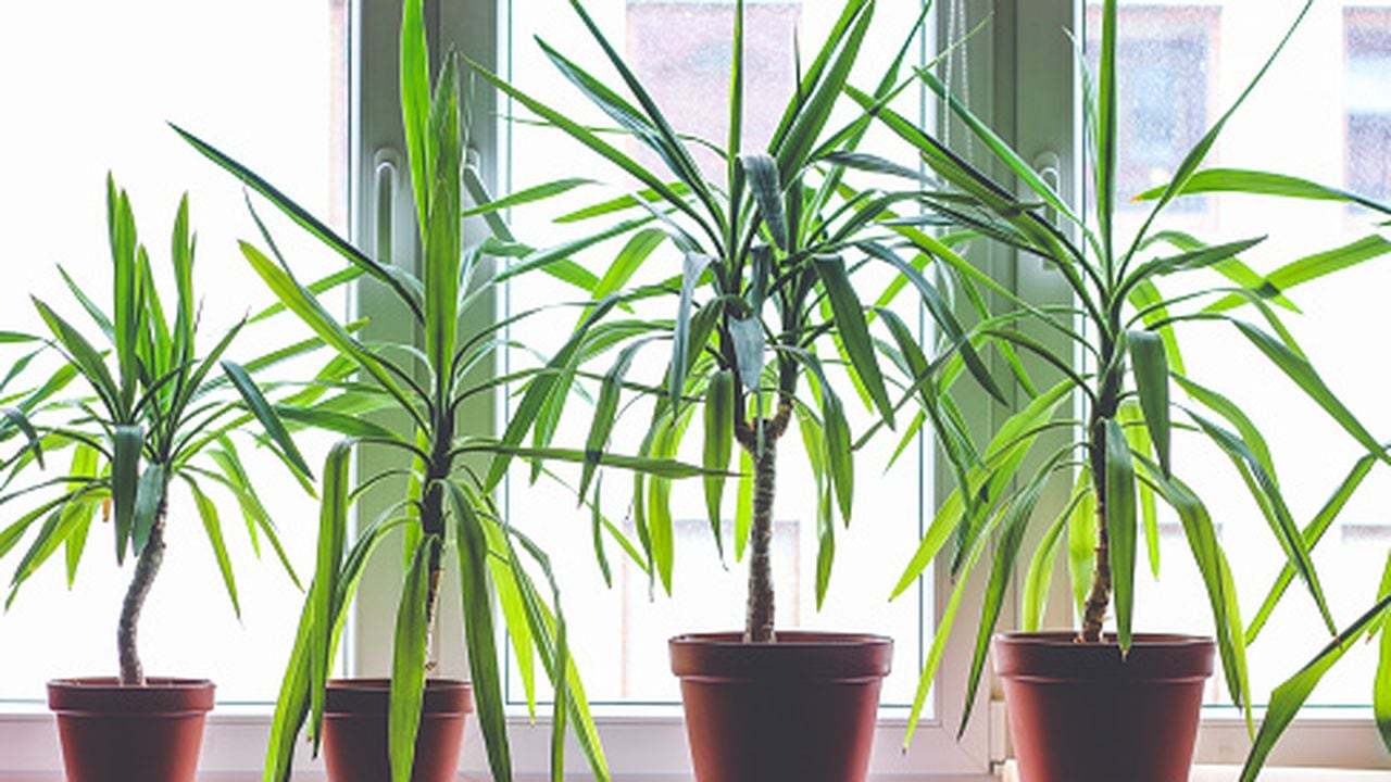 Tener estas plantas en casa requiere de cuidados especiales.