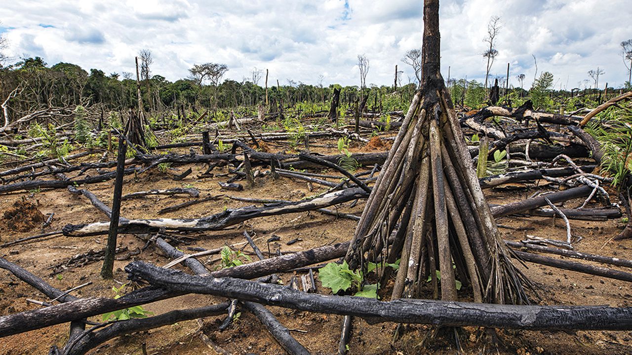 La tala ilegal es una de las principales causas de la deforestación y uno de los problemas más relevantes que deberá enfrentar el Gobierno.