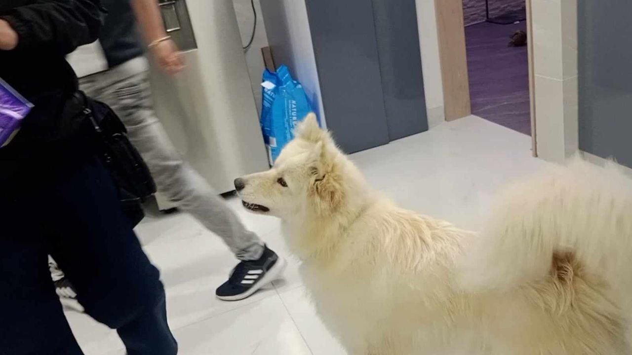 Copito es el canino de raza Samoyedo de 2 años de edad, que aparece en el video.