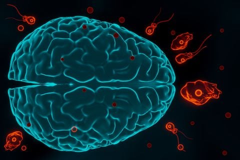 Naegleria fowleri es una ameba que puede causar una infección del cerebro potencialmente mortal llamada meningoencefalitis amebiana primaria (MAP).