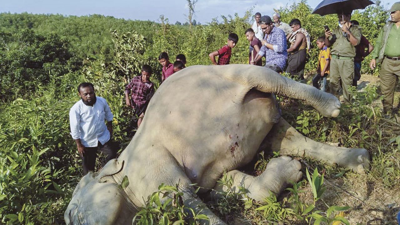 Incrementa el número de muertes de elefantes en Asía a causa de cercos eléctricos