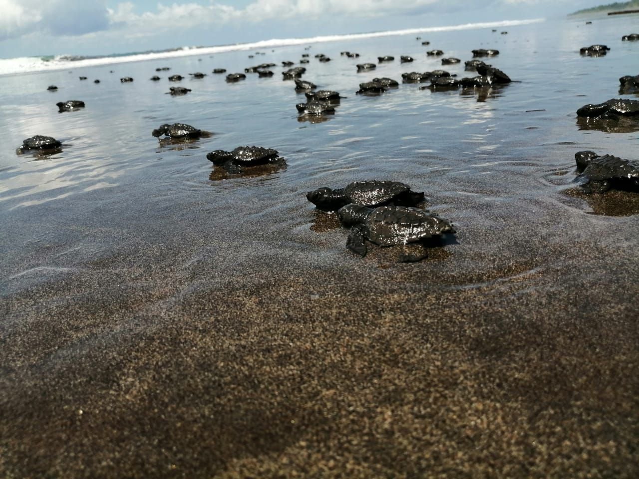 Las playas de El Valle, en Bahía Solano, son el lugar de mayor anidación de tortugas golfinas de la costa pacífica suramericana. Aquí se han priorizado programas de conservación para recolectar los huevos que dejan las tortugas en la playa, trasladarlos a un nido seguro y luego liberar a las pequeñas tortugas.