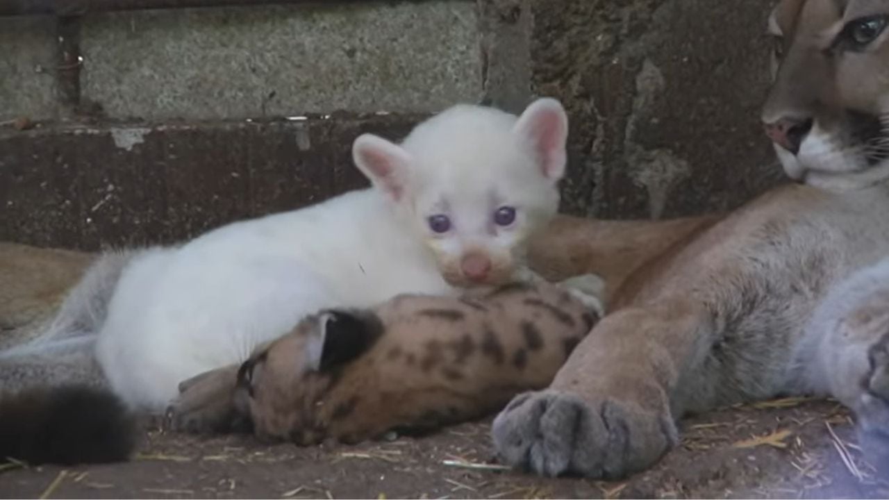 Un puma albino ha nacido en Nicaragua, causando sensación en el zoológico.