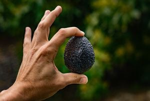 Avocado season has arrived for harvest in Temecula, CA, USA.  California farms produce 90% of all U.S.-grown avocados, much from orchards in the Temecula area. 04.22.20. (Photo by John Fredricks/NurPhoto via Getty Images)