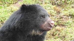 Los osos andinos que se encuentran en el centro administrado por la Fundación Bioandina fueron trasladados allí por diferentes corporaciones autónomas regionales desde hace varios años. Foto: Parques Nacionales Naturales. 
