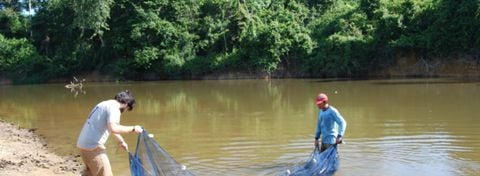 Científicos identificaron seis nuevas especies de peces en una de las áreas más conservadas de la Amazonia.