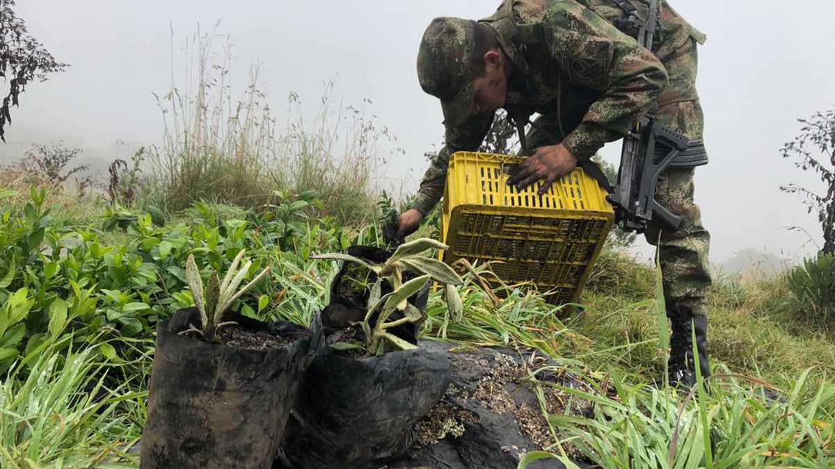 Ejército ha apoyado reforestación de más de 2000 hectáreas del páramo de Ocetá, en Boyacá