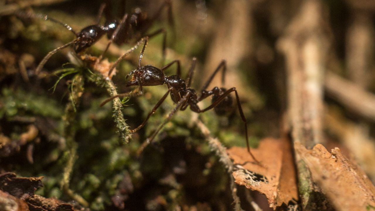 Según los estudios del SINCHI, la Amazonia colombiana cuenta con 218 especies de hormigas
