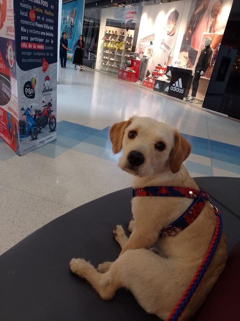 Imagen de Justin, perro extraviado en Bogotá.