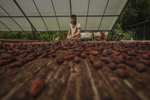 Las madres del cacao, el otro “oro negro” de Venezuela