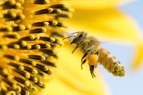 El Instituto Earthwatch de Boston declaró a las abejas como el ser vivo más importante del planeta. Los cultivos alimentarios del mundo dependen en gran medida de la polinización que realizan. El 20 de mayo, Día Mundial de las Abejas, es un llamado a entender su importancia y contribución al desarrollo sostenible y la seguridad alimentaria.