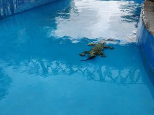 Crocodile in swimming pool