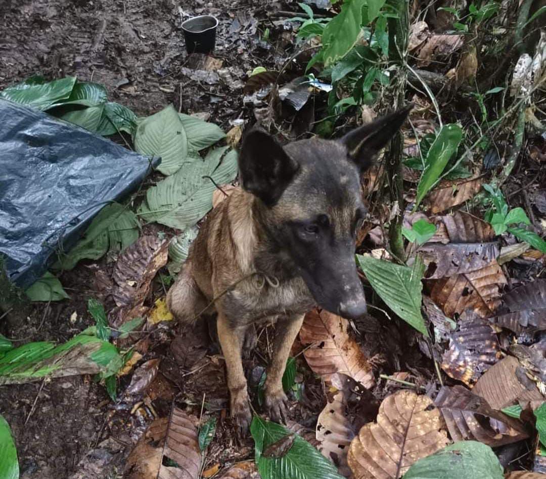 Esta es una de las fotos del perro que fue encontrado en la Selva del Caquetá y que dicen que se parece a Wilson.