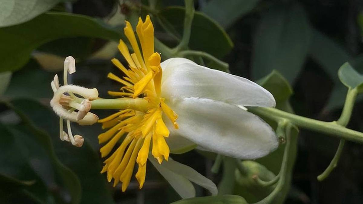 Esta es la flor que desde hace 230 años nadie veía y crece en Colombia
