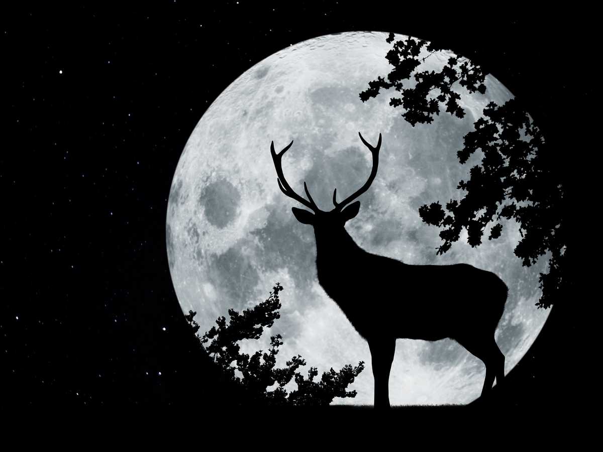 Silhouette in front of a full moon with tree and proud deer with antler