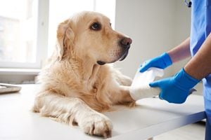 Veterinario envolviendo vendaje alrededor de la pierna de un perro