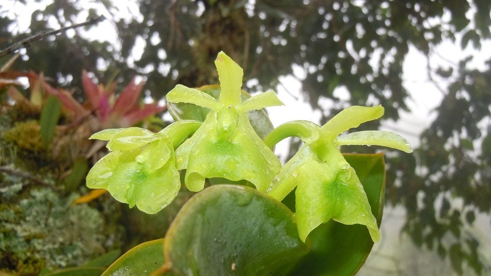 Orquídea en Fusagasugá (Epidendrum fusagasugaënse)_