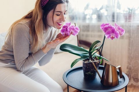 Aprenda cómo cuidar las orquídeas en el hogar con estos 5 consejos infalibles.